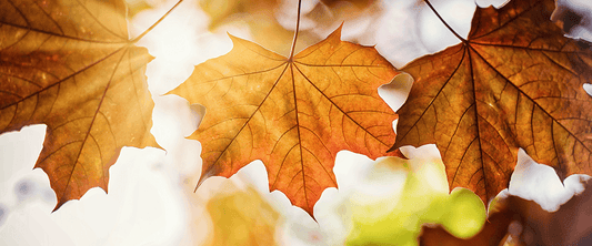 What's new in the shoppe at EcoChic!